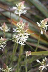Stackhousia monogyna