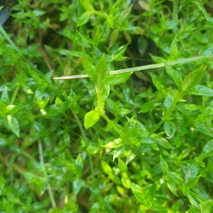 Stellaria flaccida