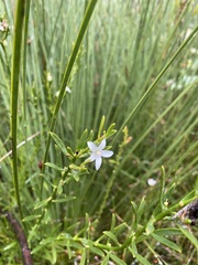 Philotheca queenslandica