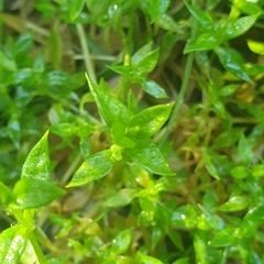Stellaria flaccida