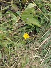 Tragopogon orientalis