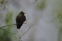 Chalcostigma herrani