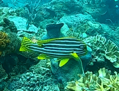 Plectorhinchus vittatus