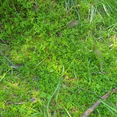 Stellaria flaccida
