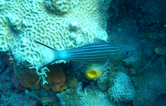 Cheilodipterus intermedius