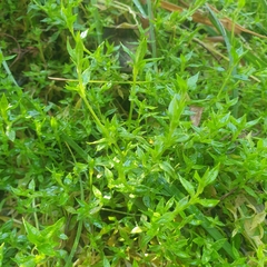 Stellaria flaccida