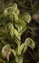 Pterostylis vittata
