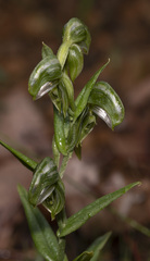 Pterostylis vittata