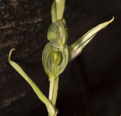 Pterostylis vittata