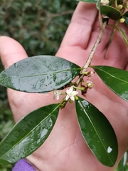 Erythroxylum
