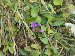 Gentianella amarella