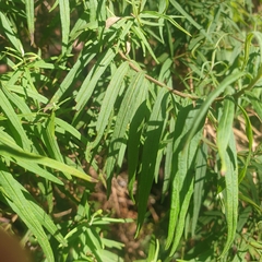 Ozothamnus ferrugineus