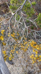 Acacia spinescens