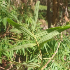 Ozothamnus ferrugineus
