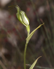 Pterostylis recurva