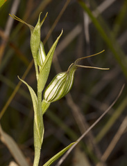 Pterostylis recurva