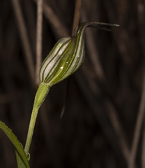 Pterostylis recurva