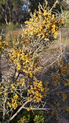 Acacia spinescens