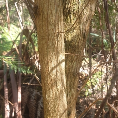 Ozothamnus ferrugineus