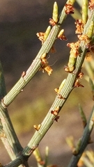 Acacia spinescens