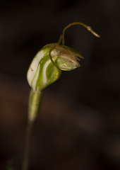 Pterostylis erubescens