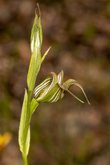 Pterostylis recurva