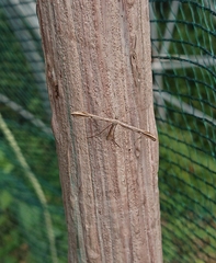 Anstenoptilia marmarodactyla