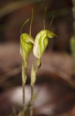 Pterostylis pyramidalis