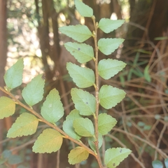 Nothofagus cunninghamii
