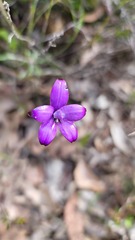 Elythranthera brunonis