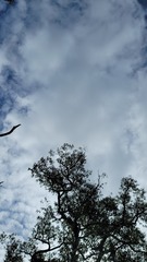 Elythranthera brunonis