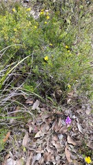 Elythranthera brunonis