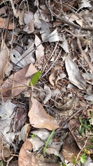 Elythranthera brunonis