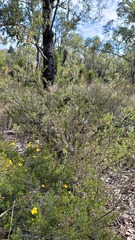 Elythranthera brunonis