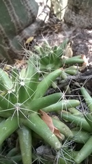 Mammillaria longimamma