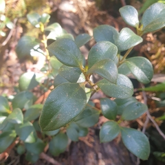 Coprosma hirtella