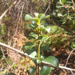 Coprosma hirtella