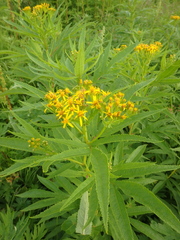 Jacobaea cannabifolia