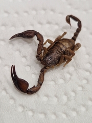 Euscorpius