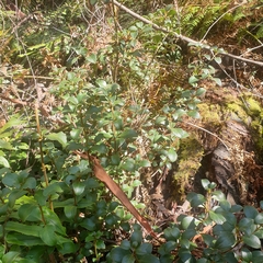Coprosma hirtella