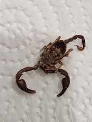 Euscorpius