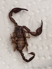 Euscorpius