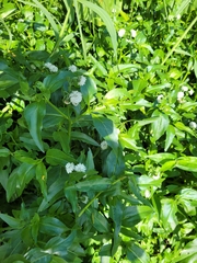 Gymnocoronis spilanthoides