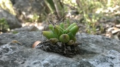 Mammillaria longimamma