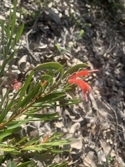Adenanthos barbiger