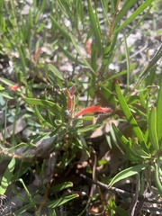 Adenanthos barbiger