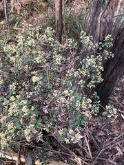 Pomaderris vacciniifolia
