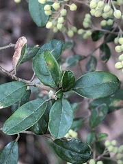 Pomaderris vacciniifolia