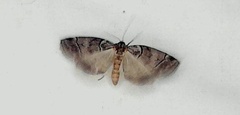 Corula geometroides