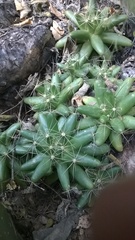 Mammillaria longimamma